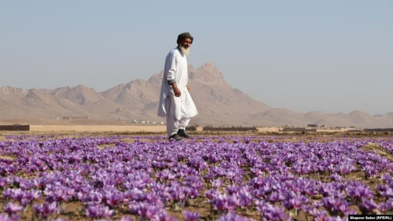 بازار صادرات زعفران ایران را به افغانستان داده ایم