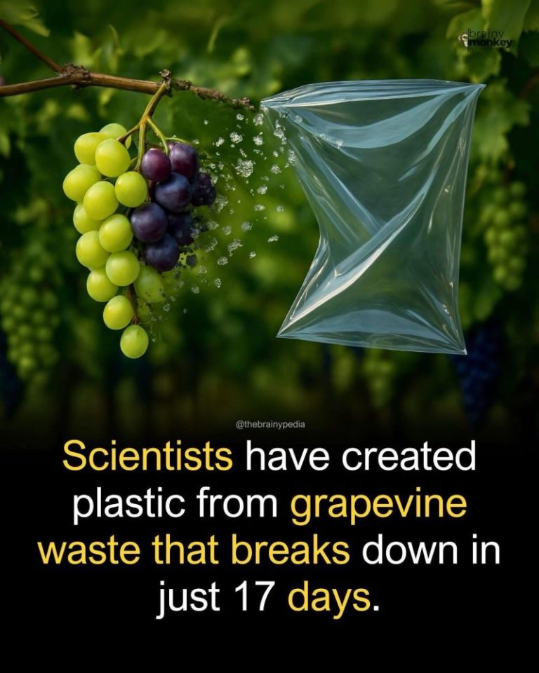 تولید پلاستیک از پسماند درختان انگور که در 17 روز تجزیه می شود