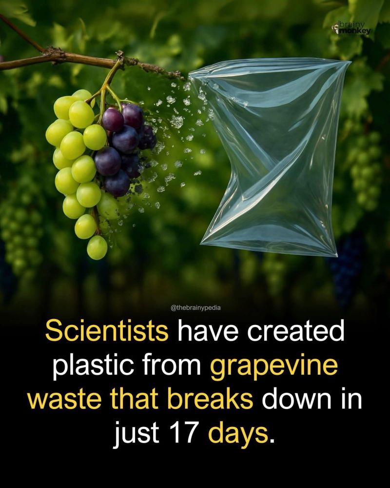 تولید پلاستیک از پسماند درختان انگور که در 17 روز تجزیه می شود