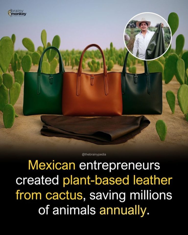 چگونه کاکتوس جان میلیون‌ها حیوان را نجات می‌دهد